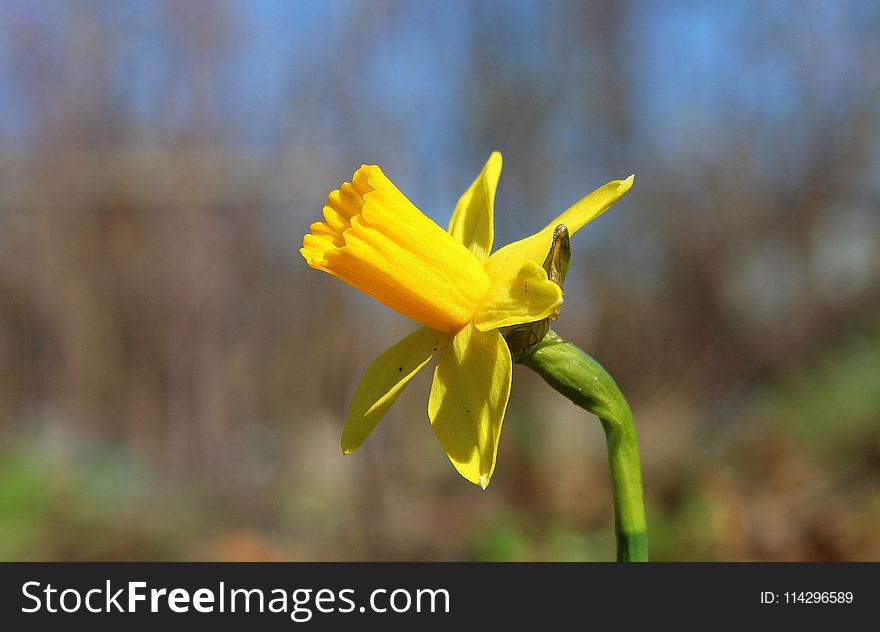 Flower, Yellow, Flora, Plant