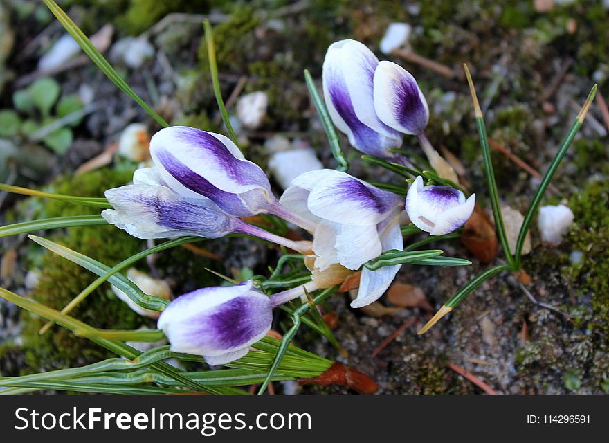 Plant, Flower, Flora, Flowering Plant