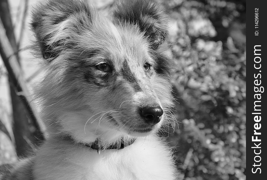 Dog, Black And White, Dog Breed, Monochrome Photography