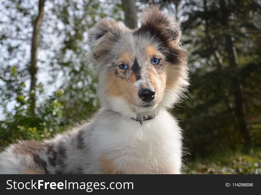 Dog, Dog Breed, Dog Like Mammal, Rough Collie