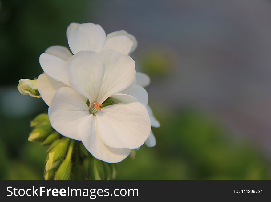 Flower, White, Flora, Plant