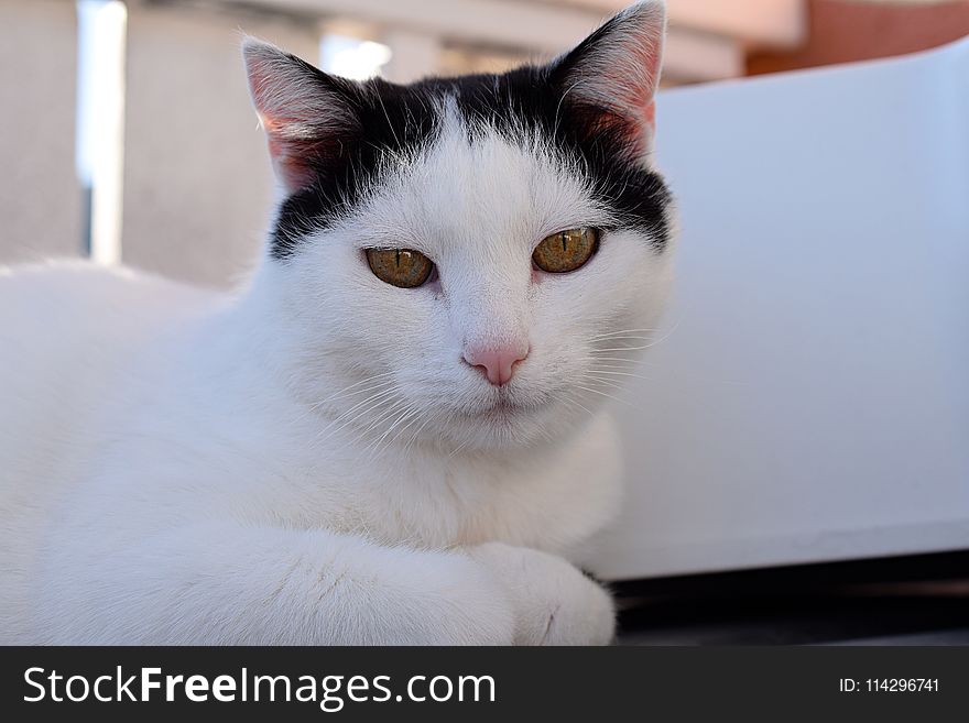 Cat, White, Whiskers, Small To Medium Sized Cats