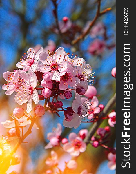 Blossom, Pink, Branch, Spring