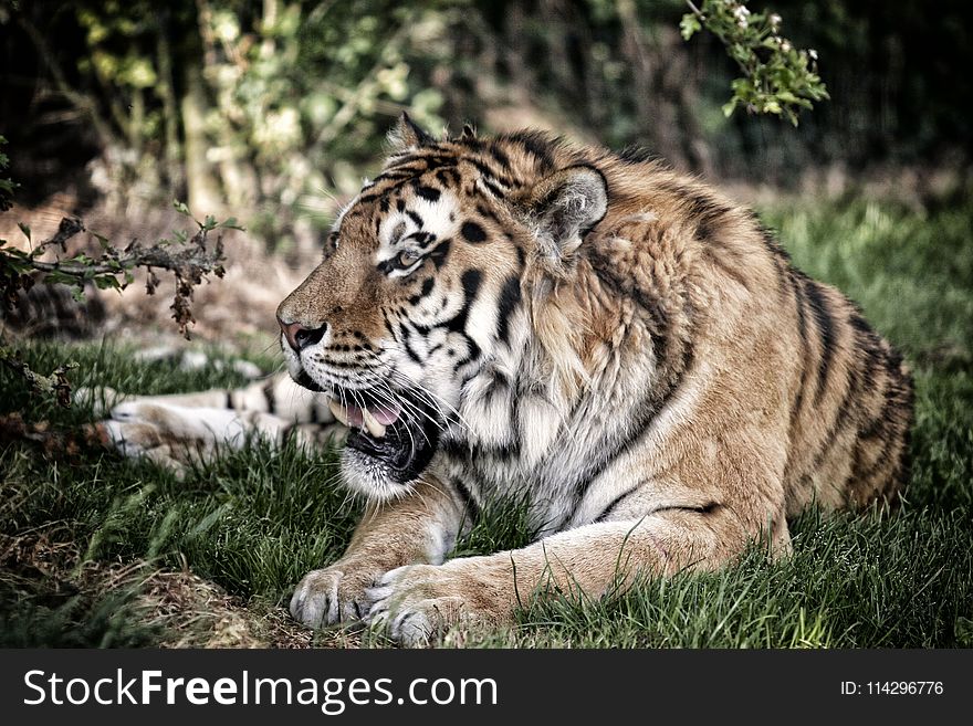 Wildlife, Tiger, Mammal, Fauna