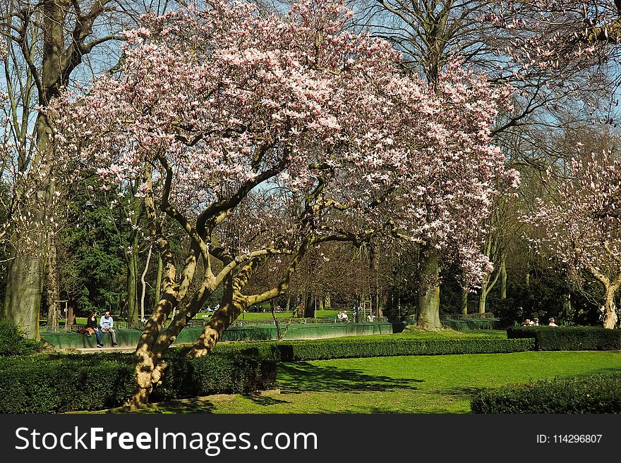 Tree, Plant, Blossom, Spring