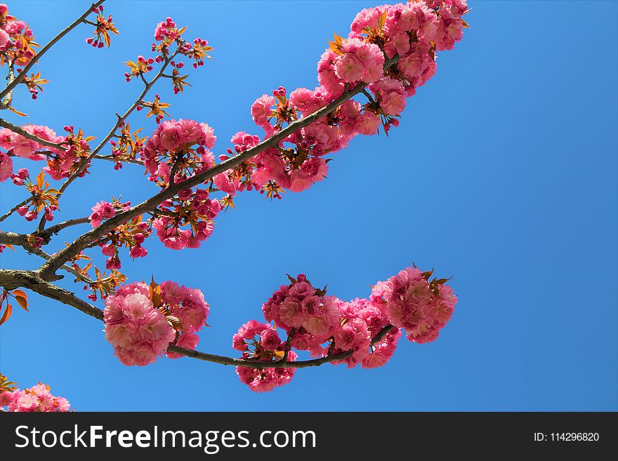 Blossom, Branch, Sky, Pink