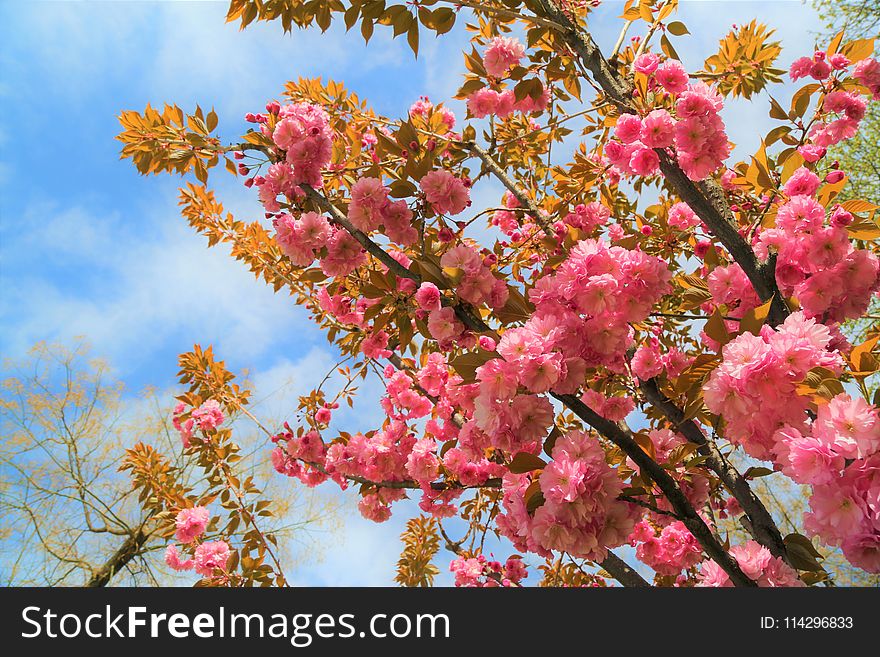 Pink, Blossom, Flower, Spring