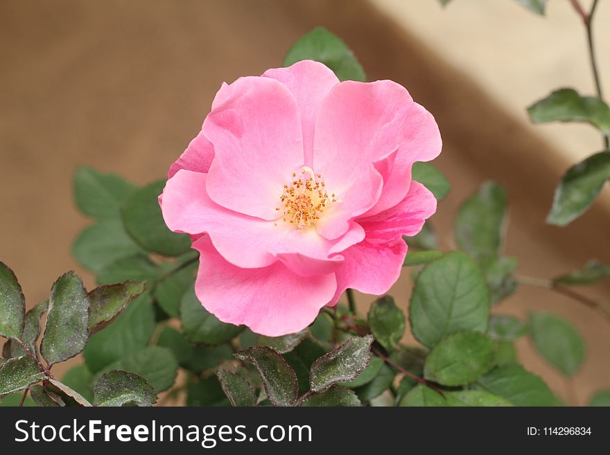 Flower, Rose Family, Rose, Pink