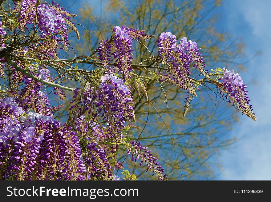 Flora, Flower, Plant, Purple