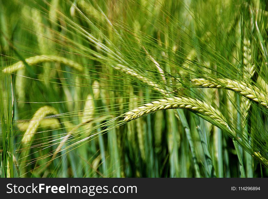 Food Grain, Field, Barley, Triticale