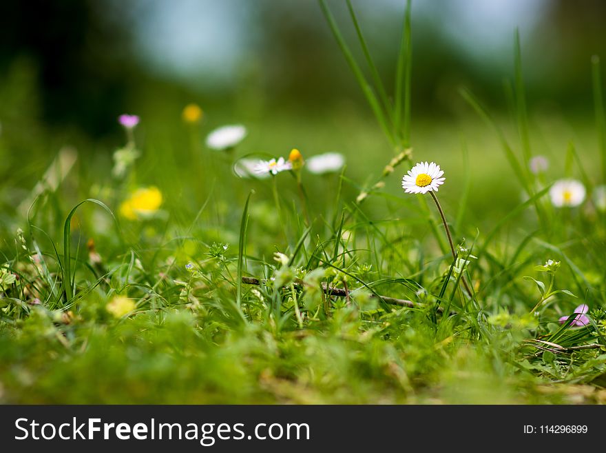 Flower, Chamaemelum Nobile, Grass, Flora