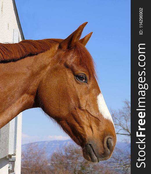 Horse, Halter, Bridle, Mane