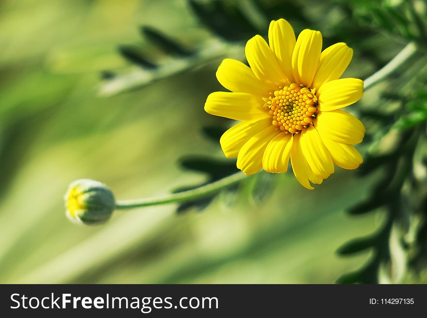 Flower, Yellow, Flora, Close Up