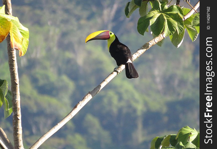 Bird, Toucan, Beak, Ecosystem
