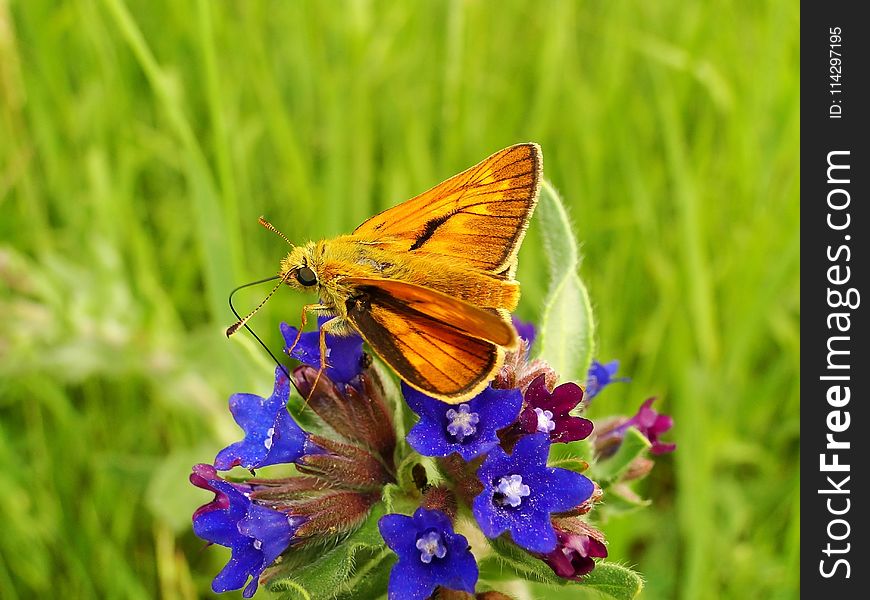 Butterfly, Insect, Moths And Butterflies, Lycaenid