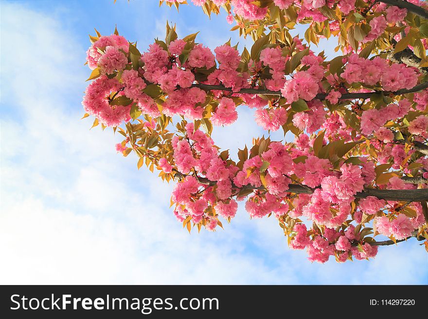 Blossom, Pink, Flower, Spring