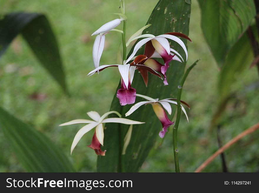 Plant, Flower, Flora, Flowering Plant