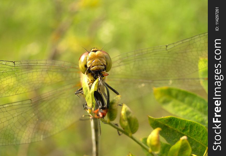 Insect, Dragonfly, Dragonflies And Damseflies, Invertebrate