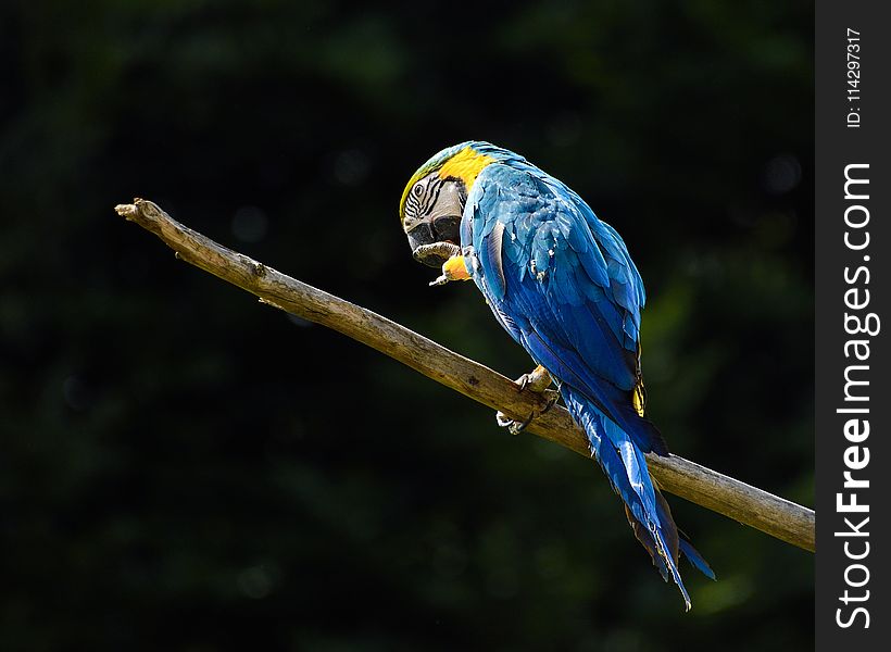 Bird, Macaw, Parrot, Beak