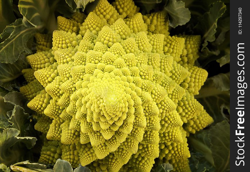 Yellow, Pollen, Broccoflower, Organism