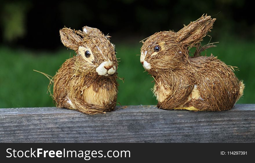 Fauna, Hare, Domestic Rabbit, Rabits And Hares