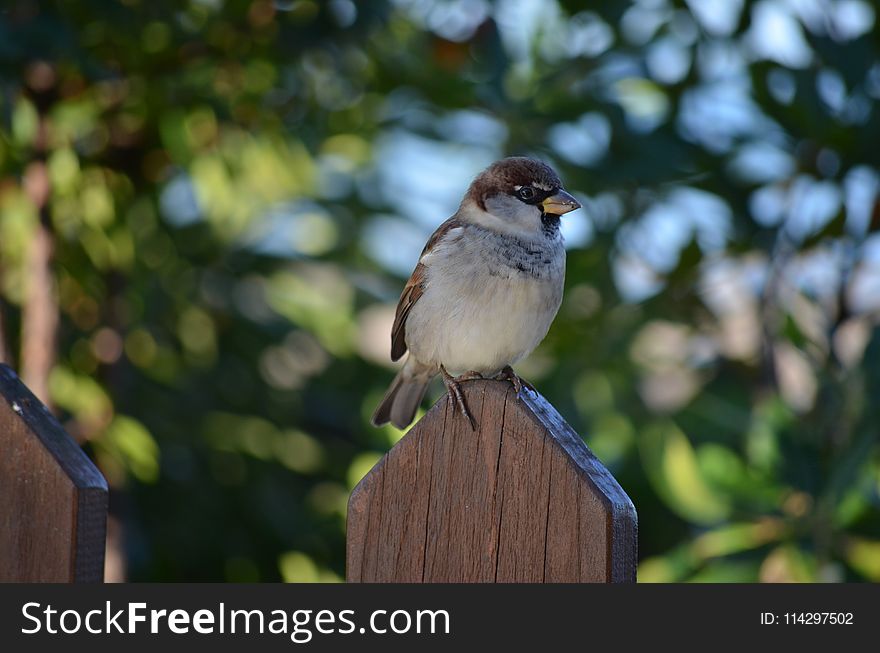 Bird, Fauna, Sparrow, Beak