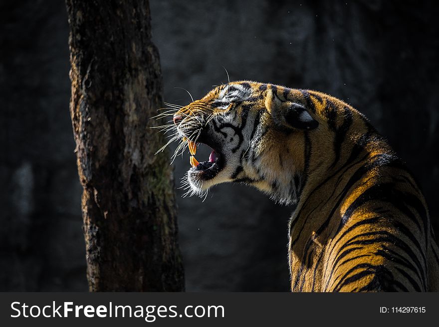 Wildlife, Tiger, Mammal, Fauna