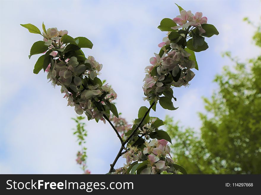 Blossom, Plant, Spring, Branch