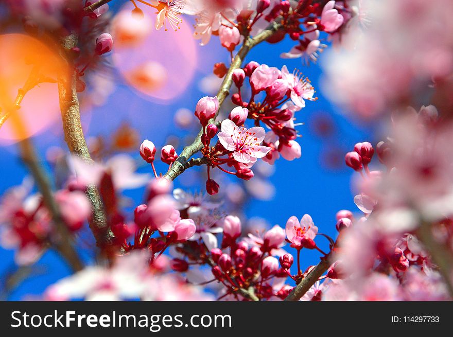 Blossom, Branch, Pink, Spring