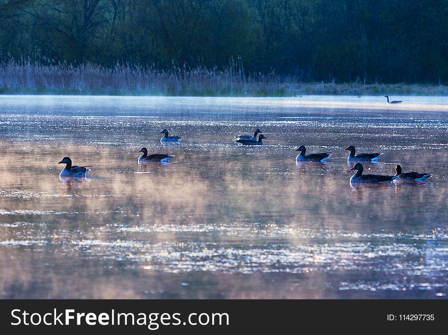 Water, Bird, Waterway, Water Bird