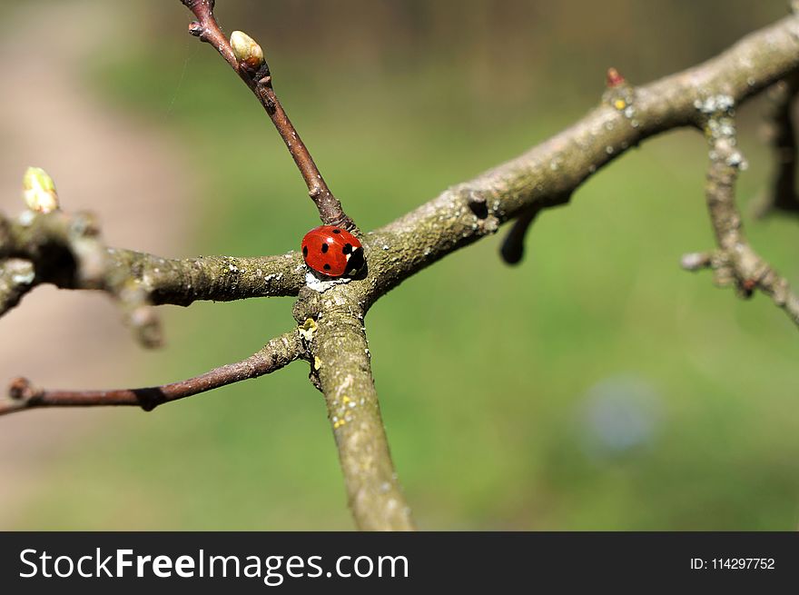 Branch, Twig, Tree, Plant Stem