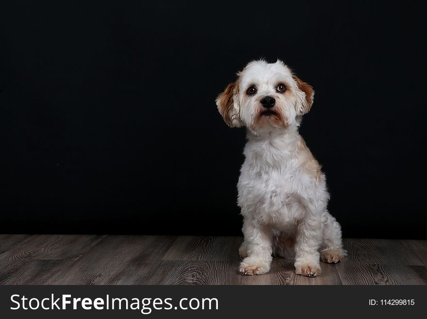 Beautiful small havanese is sitting in the studio. Beautiful small havanese is sitting in the studio