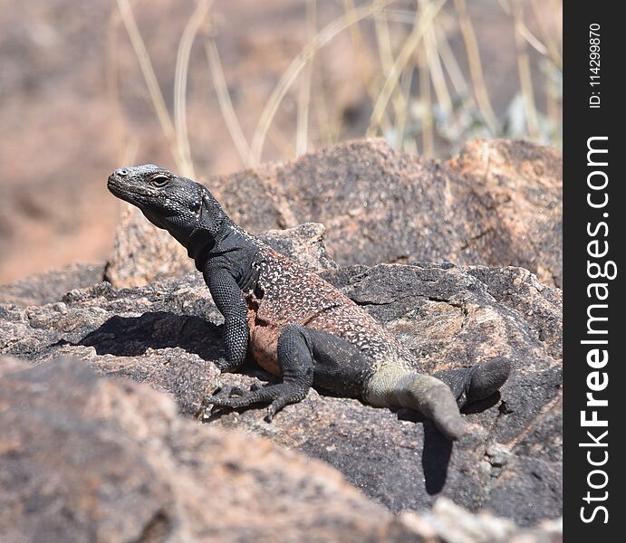 A chuckwalla lizard sits on a desert rock sunning itself. A chuckwalla lizard sits on a desert rock sunning itself