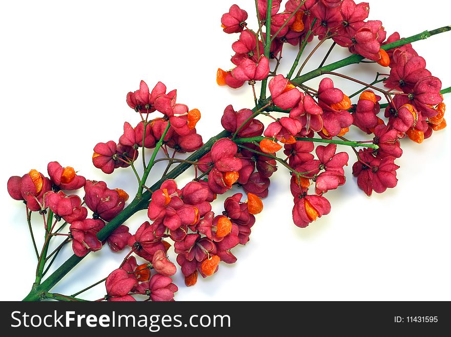 Branch of bush Euonymus Europaea. Bright red seed boxes and orange seeds decorate branches in the autumn.