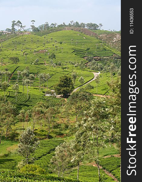 Photo of tea plantation in Ceylon. Photo of tea plantation in Ceylon