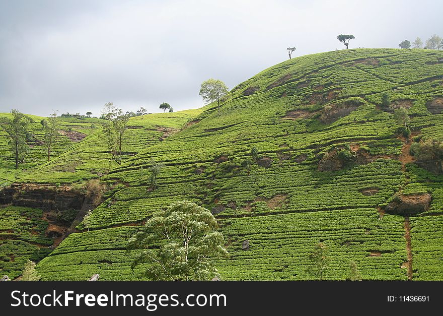 Photo of tea plantation in Ceylon. Photo of tea plantation in Ceylon