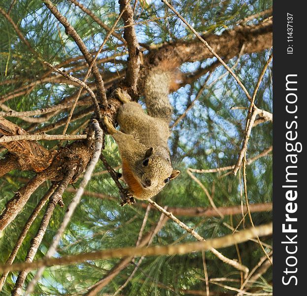 Small squirrel in action on a tree
