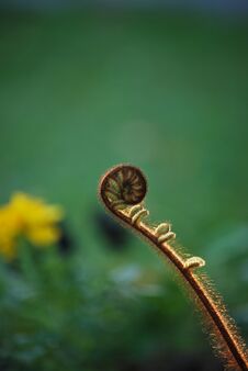 Spring Fern Growth In New Zealand Stock Photography Spring Fern Growth In New Zealand Stock Photography