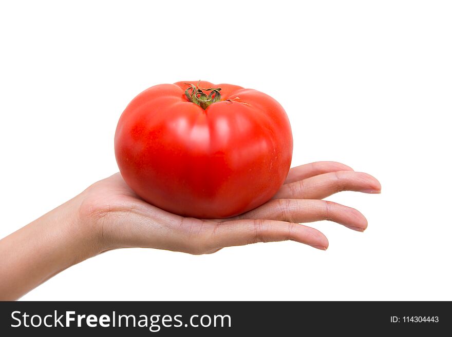 Woman`s hand showing fresh big red tomato isolated on white with clipping path