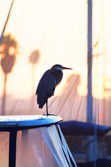 Great Blue Heron Perching On Boat In Harbor. Stock Photo