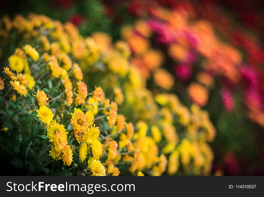 Close-up photo of colorful - yellow,pink,red,purple,orange- flowers in the botanical garden. Close-up photo of colorful - yellow,pink,red,purple,orange- flowers in the botanical garden