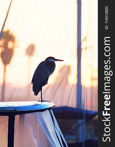 Great Blue Heron Perching On Boat In Harbor.