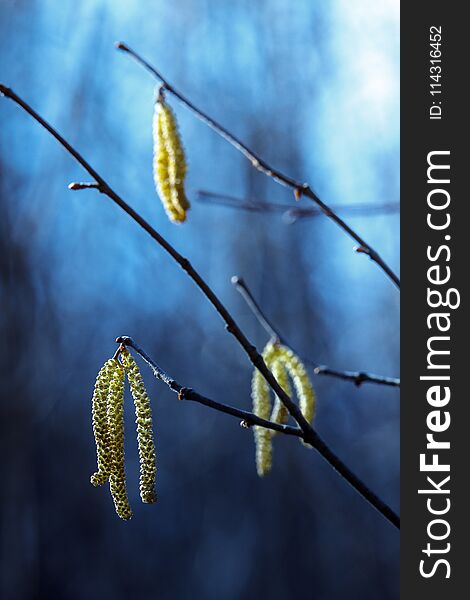 Flowering Branch Of Alder Catkins