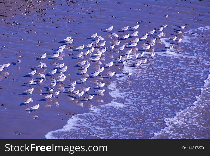 Calidris alba. The sanderling is a small wading bird. The name derives from Old English sand-yrÃ°ling, `sand-ploughman`. The genus name is from Ancient Greek kalidris or skalidris, a term used by Aristotle for some grey-coloured waterside birds. The specific alba is Latin for `white`. Calidris alba. The sanderling is a small wading bird. The name derives from Old English sand-yrÃ°ling, `sand-ploughman`. The genus name is from Ancient Greek kalidris or skalidris, a term used by Aristotle for some grey-coloured waterside birds. The specific alba is Latin for `white`.