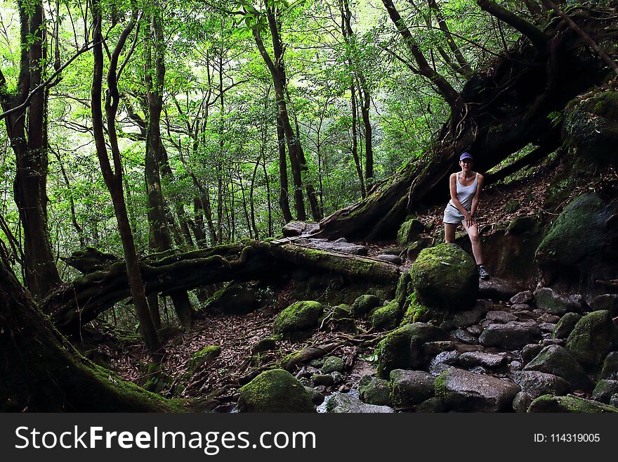 Young female hiker walking surrounded by ancient cedar trees in Shiratani Unsuikyo Ravinepark, one of the Yakushima island Natural recreation forests, Japan. Young female hiker walking surrounded by ancient cedar trees in Shiratani Unsuikyo Ravinepark, one of the Yakushima island Natural recreation forests, Japan.