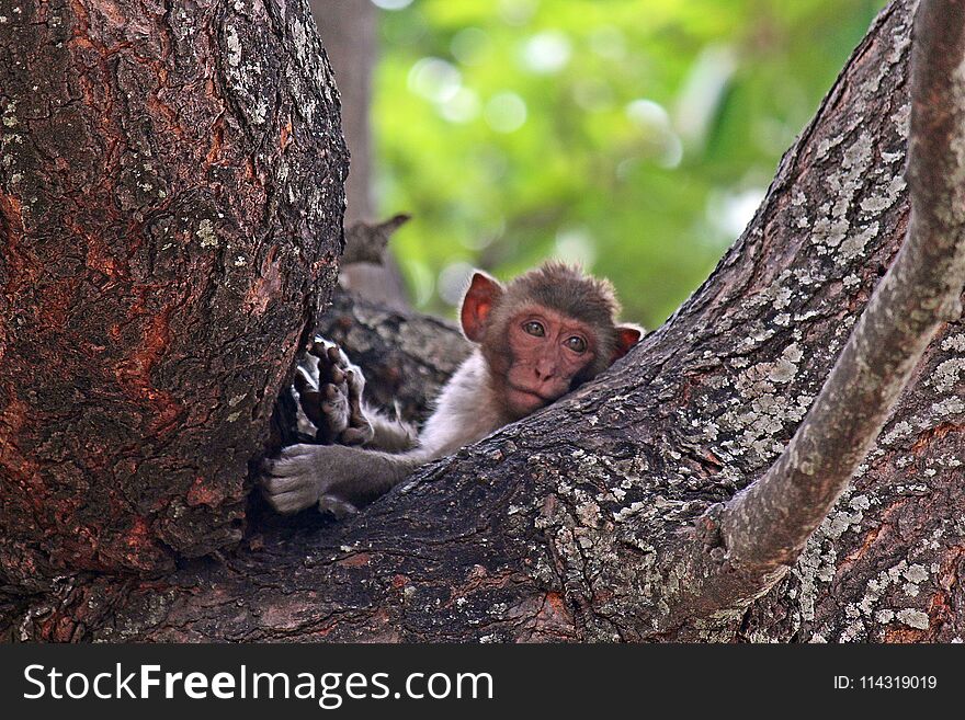 Monkey Is In The Park At Thailand.