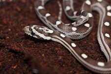 Portrait Of A Beautiful Corn Snake Royalty Free Stock Photos