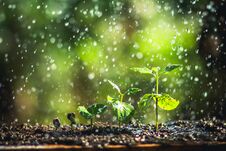 Growing Coffee Beans Watering Sapling Natural Light Stock Photo