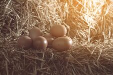 The Lifestyle Of The Farm In The Countryside, Fresh Eggs From Th Royalty Free Stock Image The Lifestyle Of The Farm In The Countryside, Fresh Eggs From Th Royalty Free Stock Image