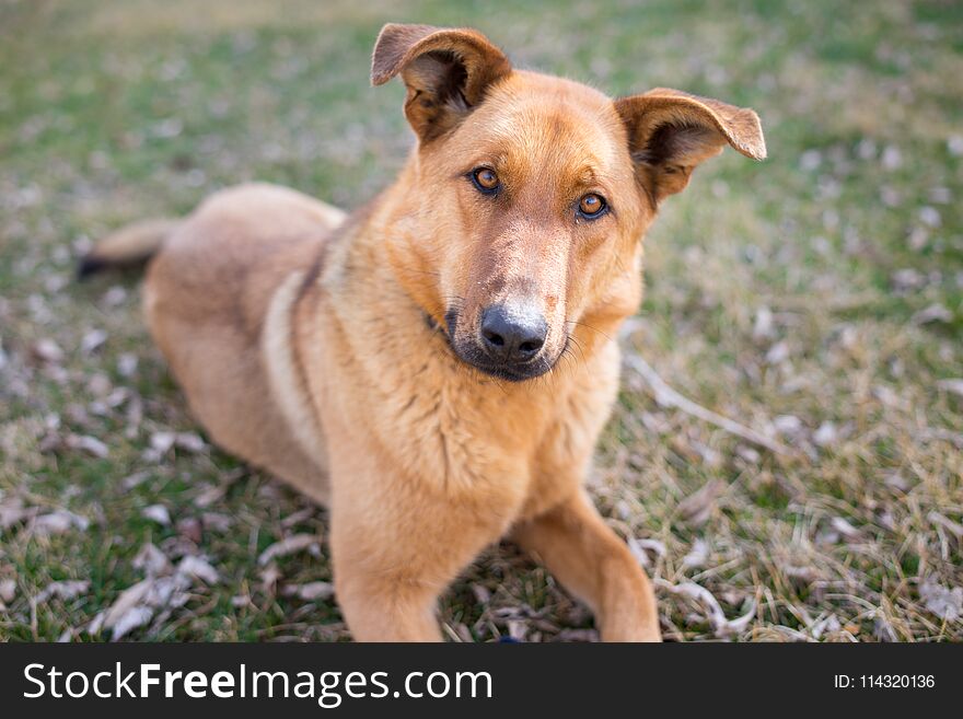 A German Shepherd Farm Dog